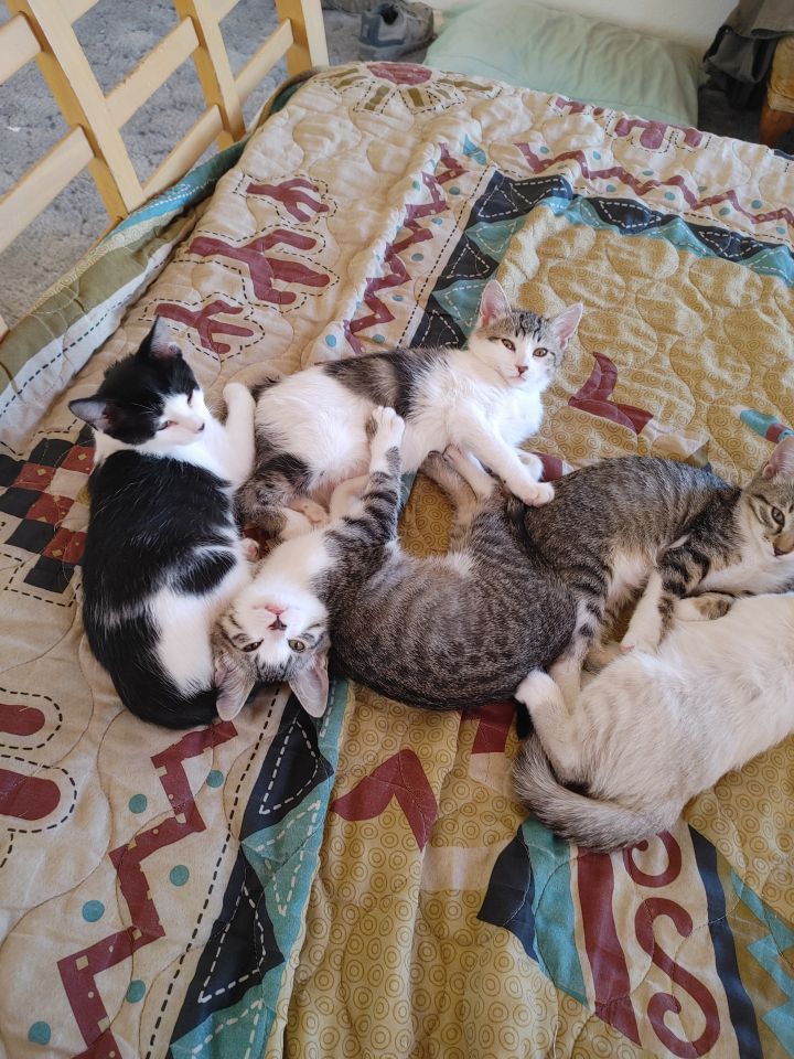 Elizabeth's Four Kittens 4
