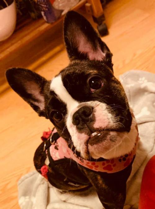 Dog for adoption - Kaitlin, a French Bulldog & English ...