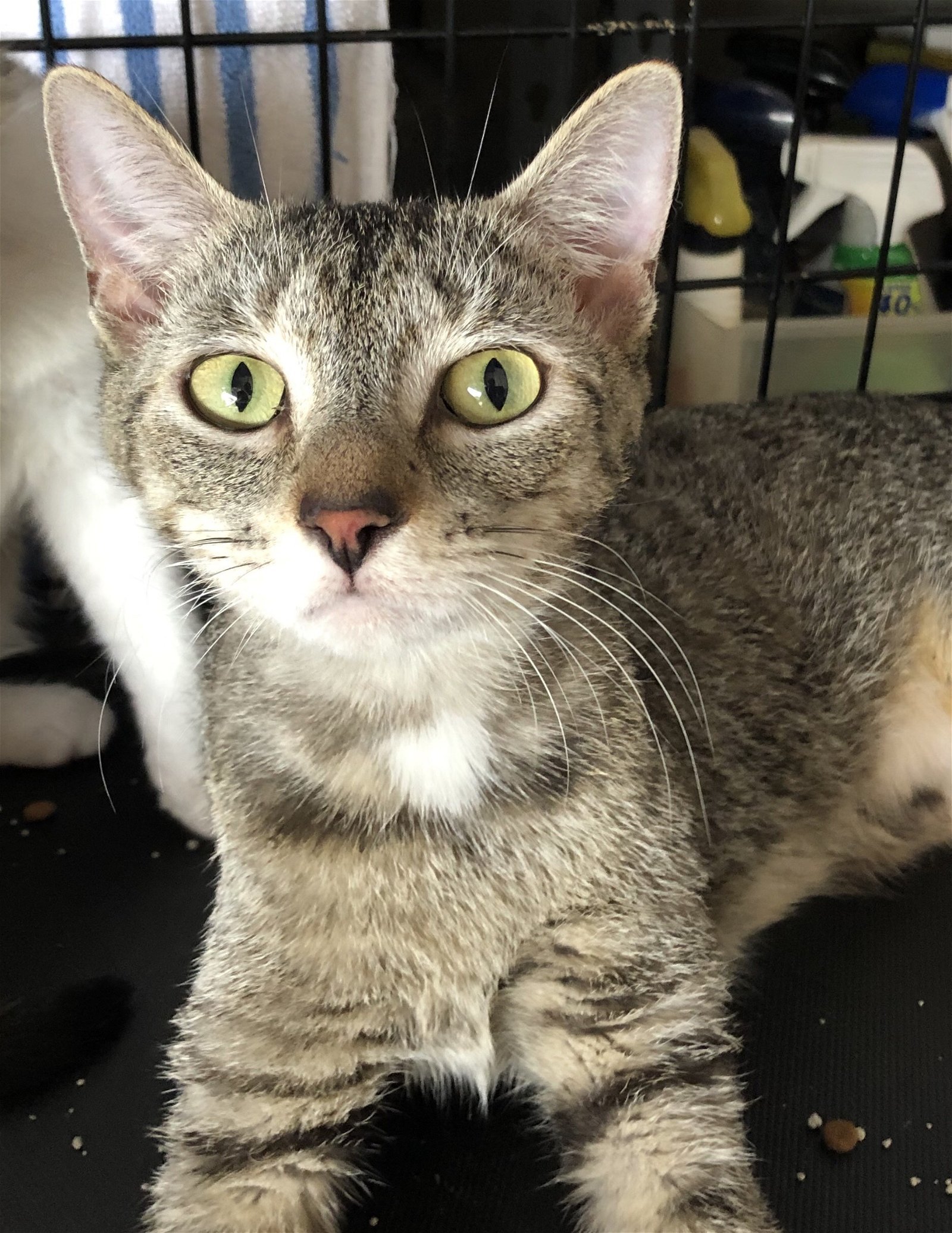 Elma, an adoptable Domestic Short Hair in Fort Myers, FL, 33906 | Photo Image 1