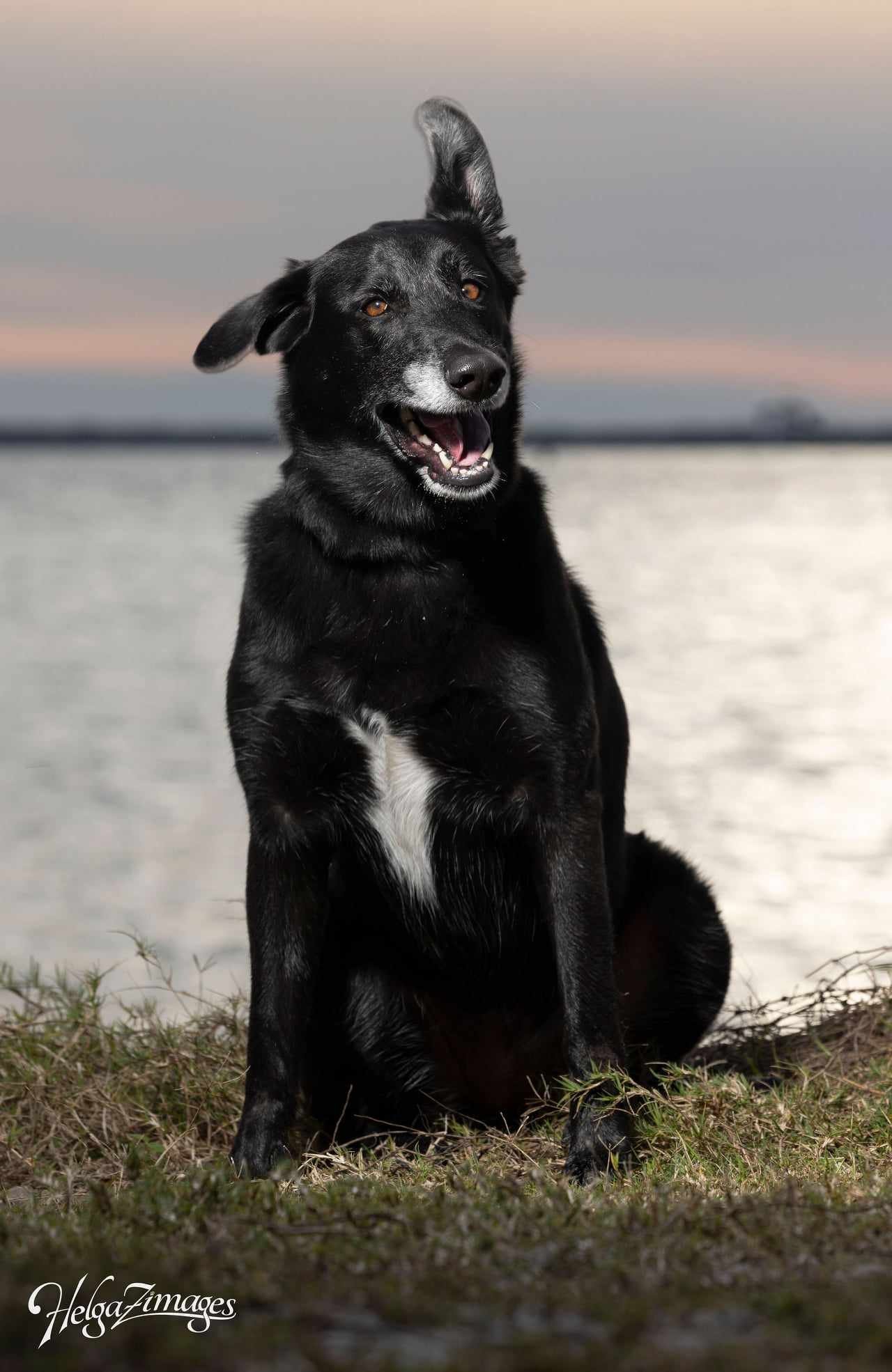 Ursa, an adoptable Shepherd, Labrador Retriever in Tampa, FL, 33611 | Photo Image 2