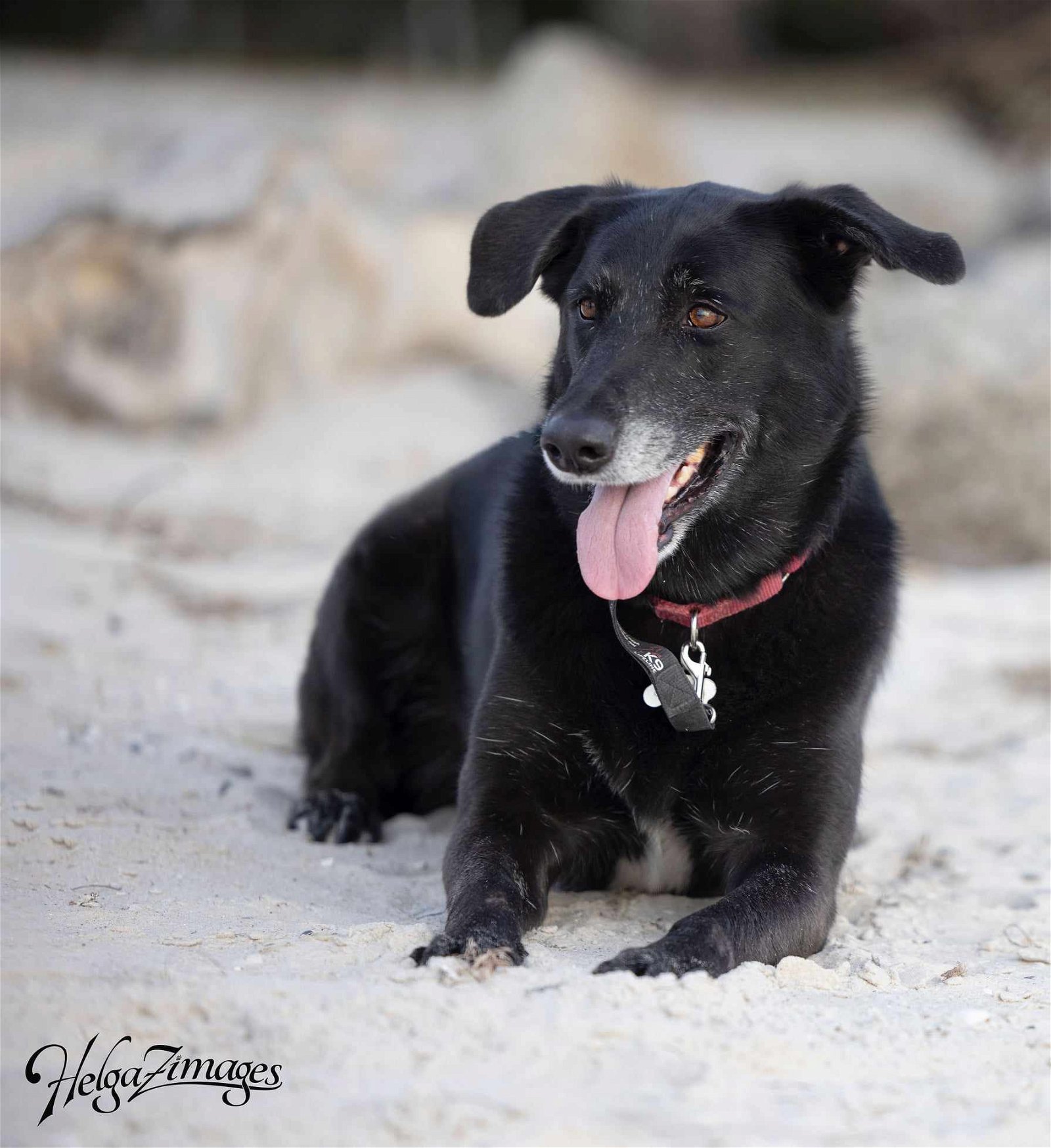 Ursa, an adoptable Shepherd, Labrador Retriever in Tampa, FL, 33611 | Photo Image 3