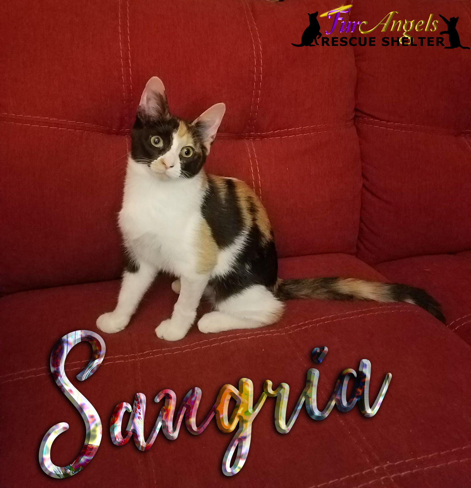 Sangria, an adoptable American Bobtail in Toledo, OH, 43615 | Photo Image 2