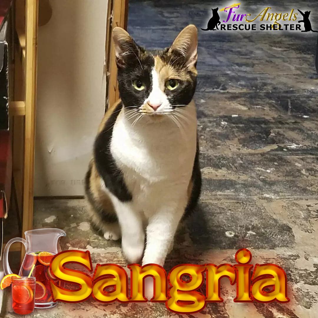 Sangria, an adoptable American Bobtail in Toledo, OH, 43615 | Photo Image 1