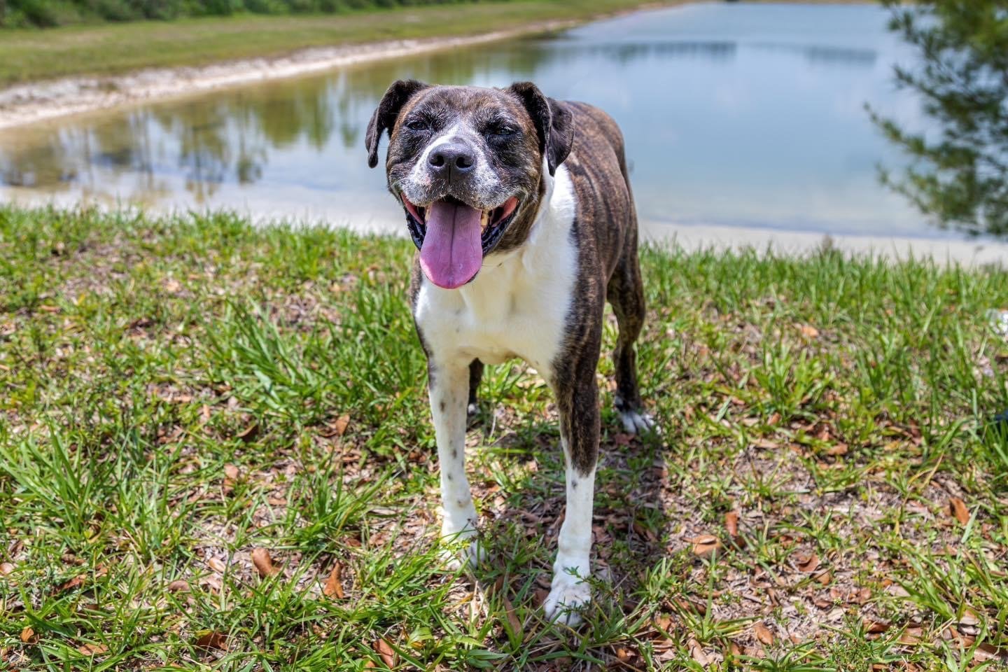 Ellie, an adoptable Boxer, Labrador Retriever in Royal Palm Beach, FL, 33411 | Photo Image 1