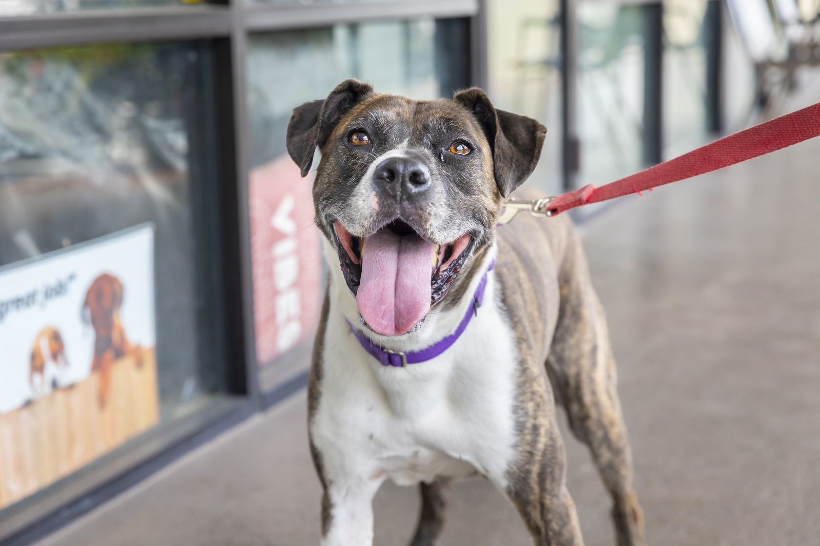 Ellie, an adoptable Boxer, Labrador Retriever in Royal Palm Beach, FL, 33411 | Photo Image 2