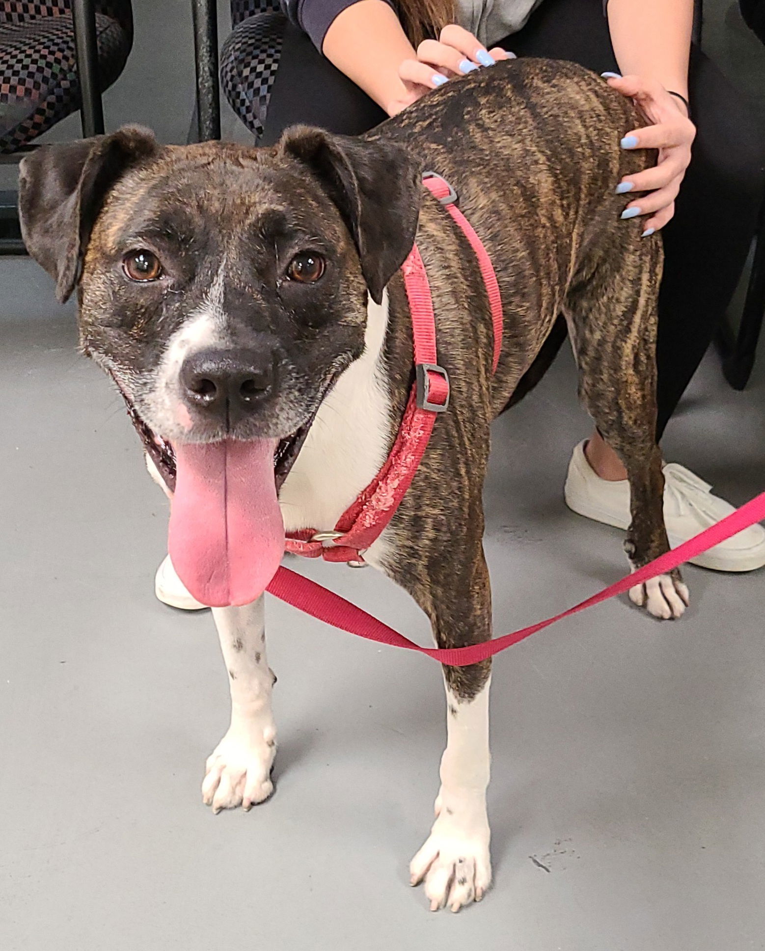 Ellie, an adoptable Boxer, Labrador Retriever in Royal Palm Beach, FL, 33411 | Photo Image 3