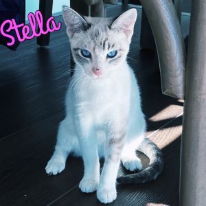 Stella