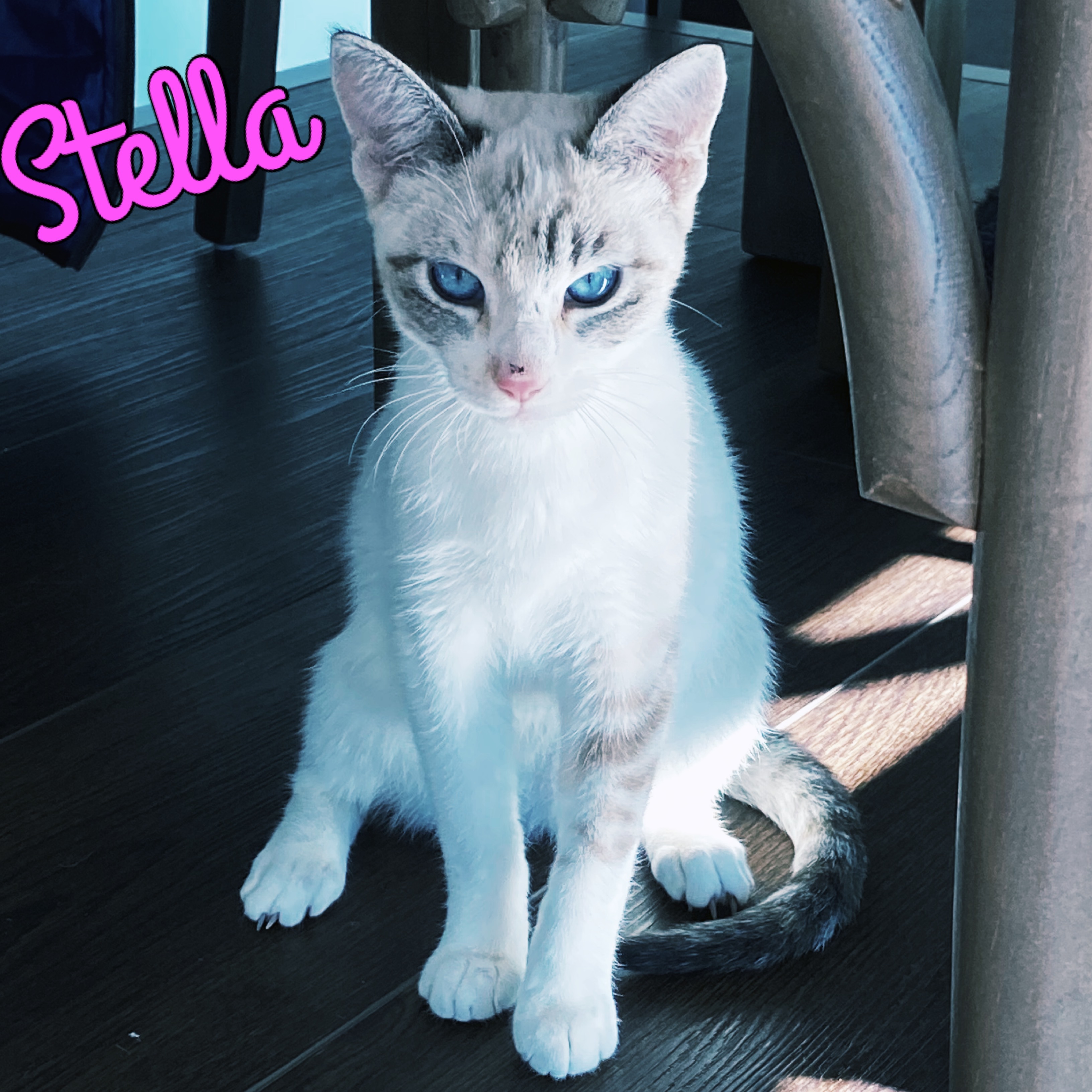 Stella detail page