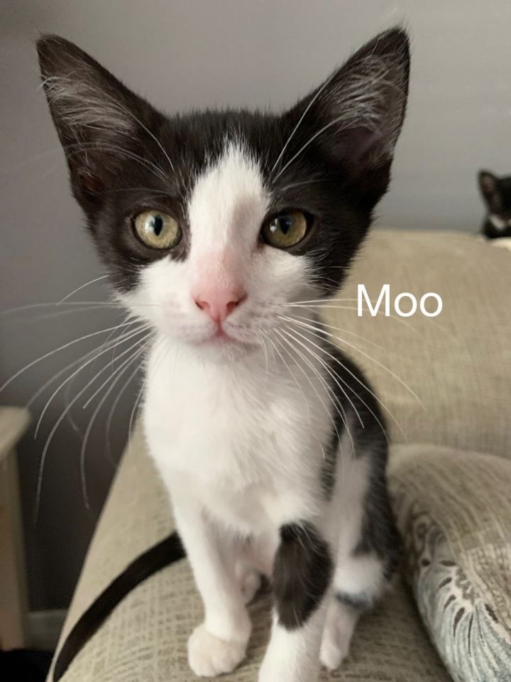 Moo, an adopted Domestic Short Hair Mix in Miami, FL_image-1