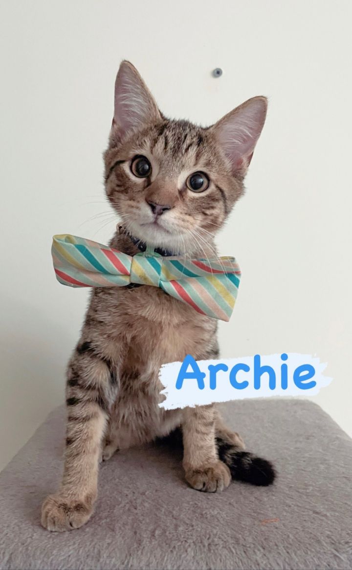 Archie, an adopted Domestic Short Hair & Tabby Mix in Miami, FL_image-1