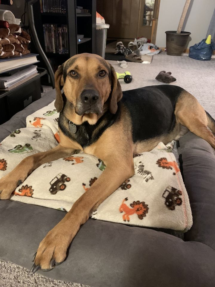 Dog for adoption - Luke, a Hound Mix in Minneapolis, MN ...