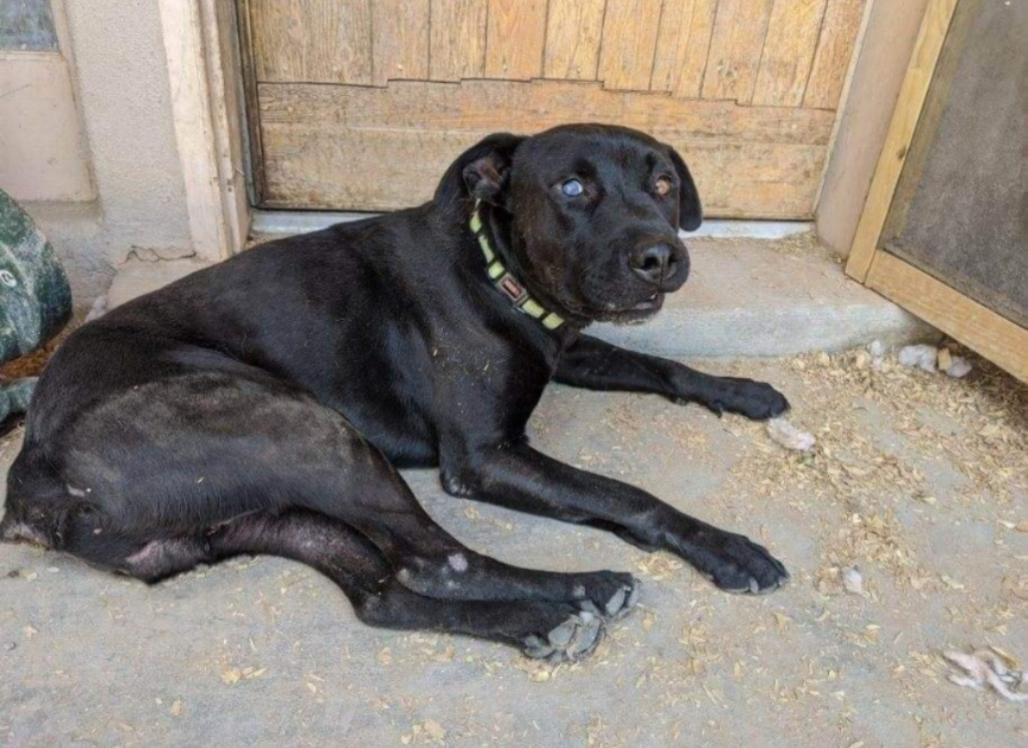 ANDY, an adoptable Black Labrador Retriever in Pena Blanca, NM, 87041 | Photo Image 1