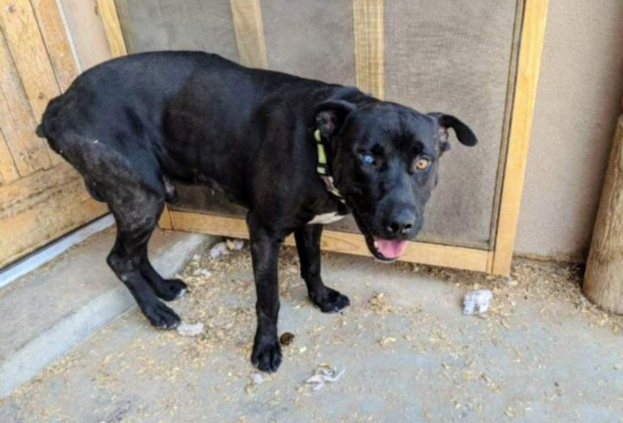 ANDY, an adoptable Black Labrador Retriever in Pena Blanca, NM, 87041 | Photo Image 2
