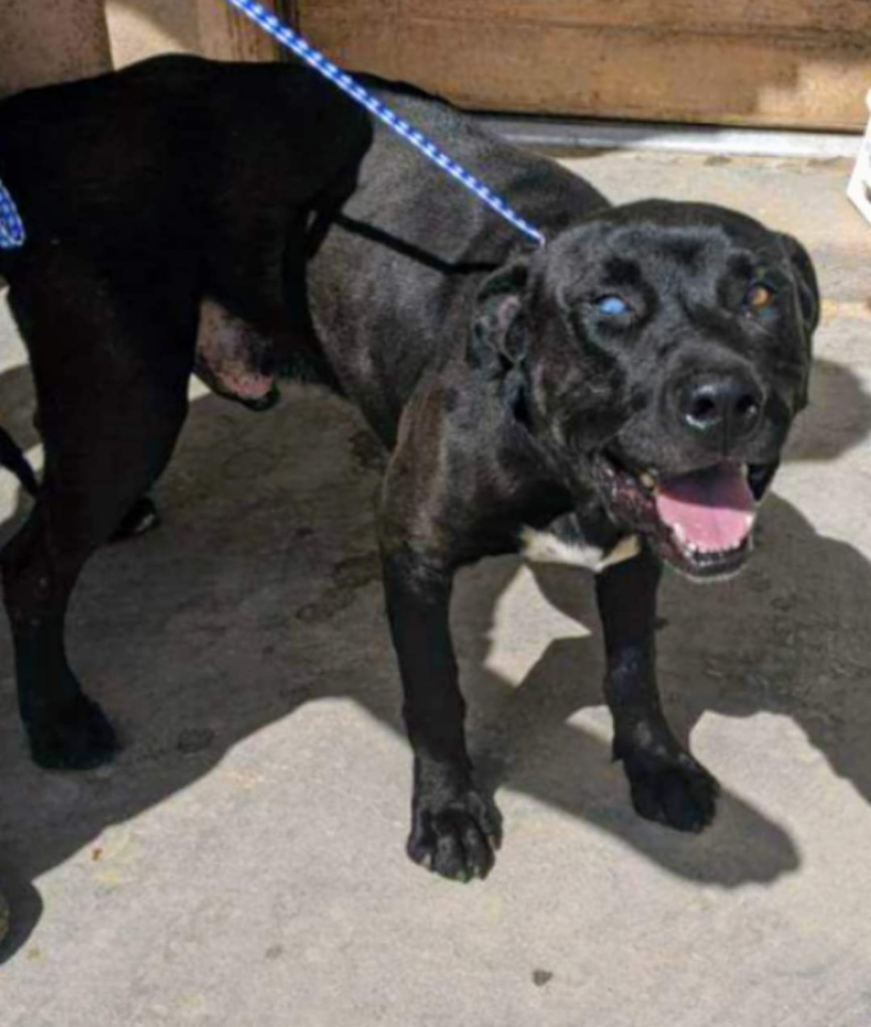 ANDY, an adoptable Black Labrador Retriever in Pena Blanca, NM, 87041 | Photo Image 3