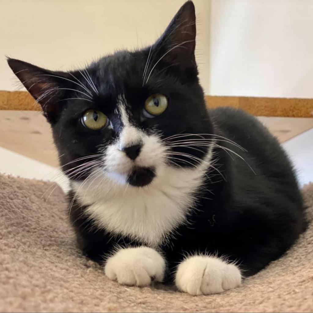 Fallon (F), an adoptable Domestic Short Hair in Mount Juliet, TN, 37122 | Photo Image 1