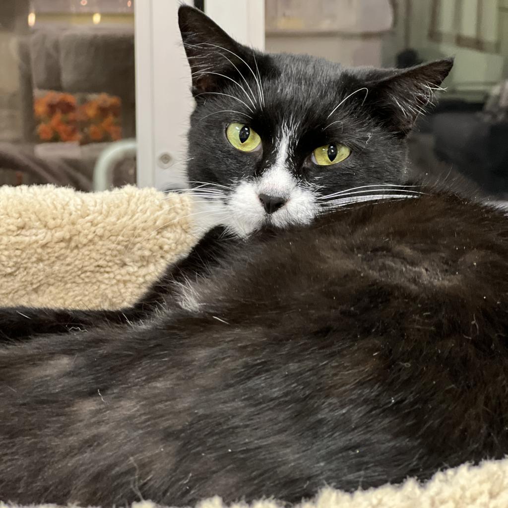 Fallon (F), an adoptable Domestic Short Hair in Mount Juliet, TN, 37122 | Photo Image 2