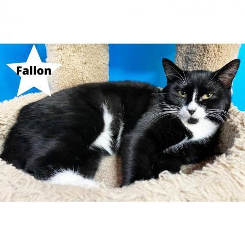 Fallon (F), an adoptable Domestic Short Hair in Mount Juliet, TN, 37122 | Photo Image 3