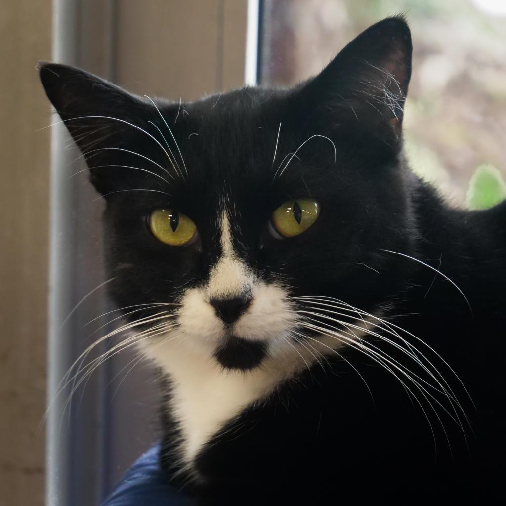 Fallon (F), an adoptable Domestic Short Hair in Mount Juliet, TN, 37122 | Photo Image 3