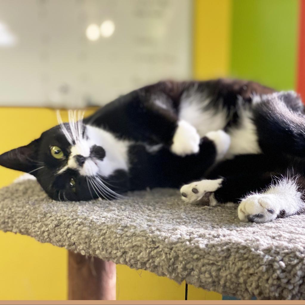 Fallon (F), an adoptable Domestic Short Hair in Mount Juliet, TN, 37122 | Photo Image 5