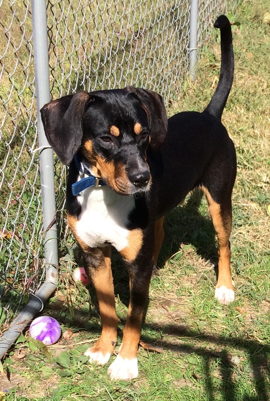 AQUAMAN!, an adoptable Hound in Owensboro, KY, 42302 | Photo Image 1