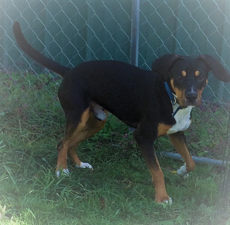 AQUAMAN!, an adoptable Hound in Owensboro, KY, 42302 | Photo Image 2