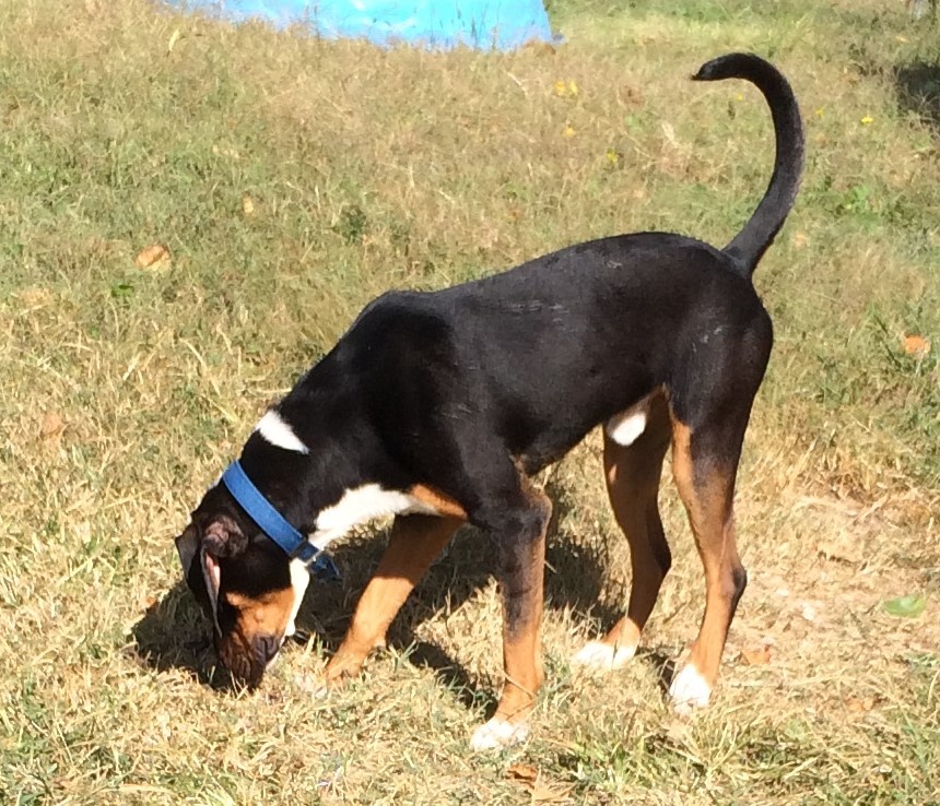 AQUAMAN!, an adoptable Hound in Owensboro, KY, 42302 | Photo Image 3