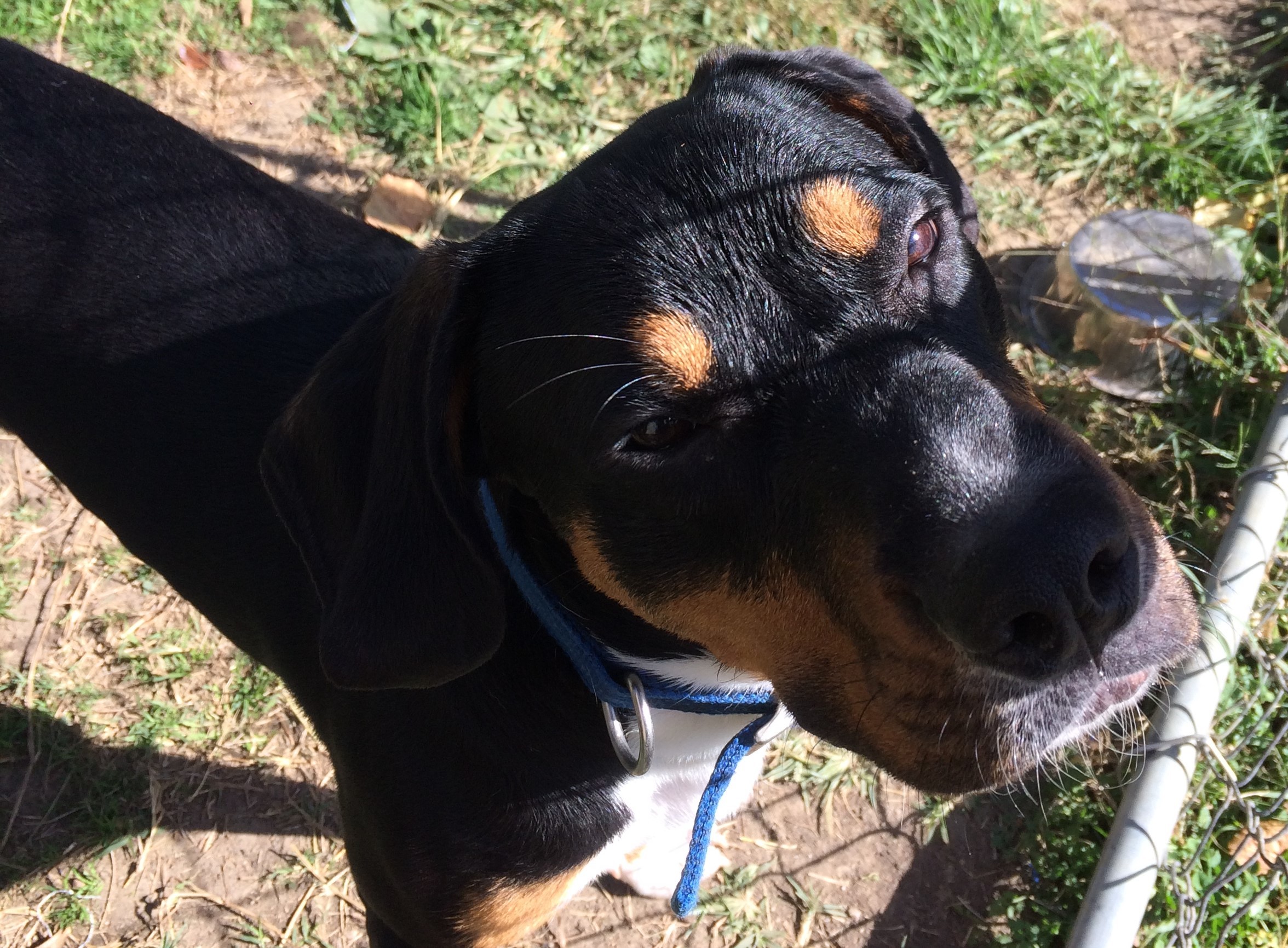 AQUAMAN!, an adoptable Hound in Owensboro, KY, 42302 | Photo Image 4