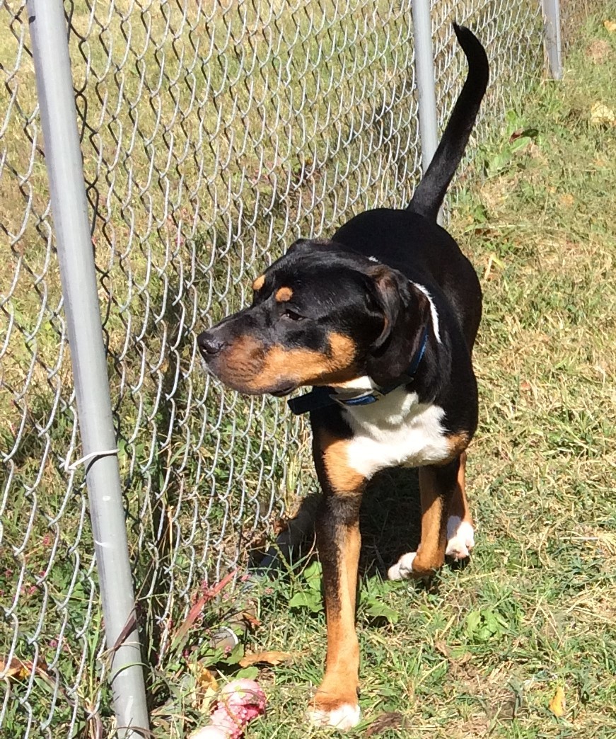 AQUAMAN!, an adoptable Hound in Owensboro, KY, 42302 | Photo Image 5