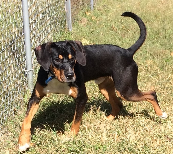 AQUAMAN!, an adoptable Hound in Owensboro, KY, 42302 | Photo Image 6