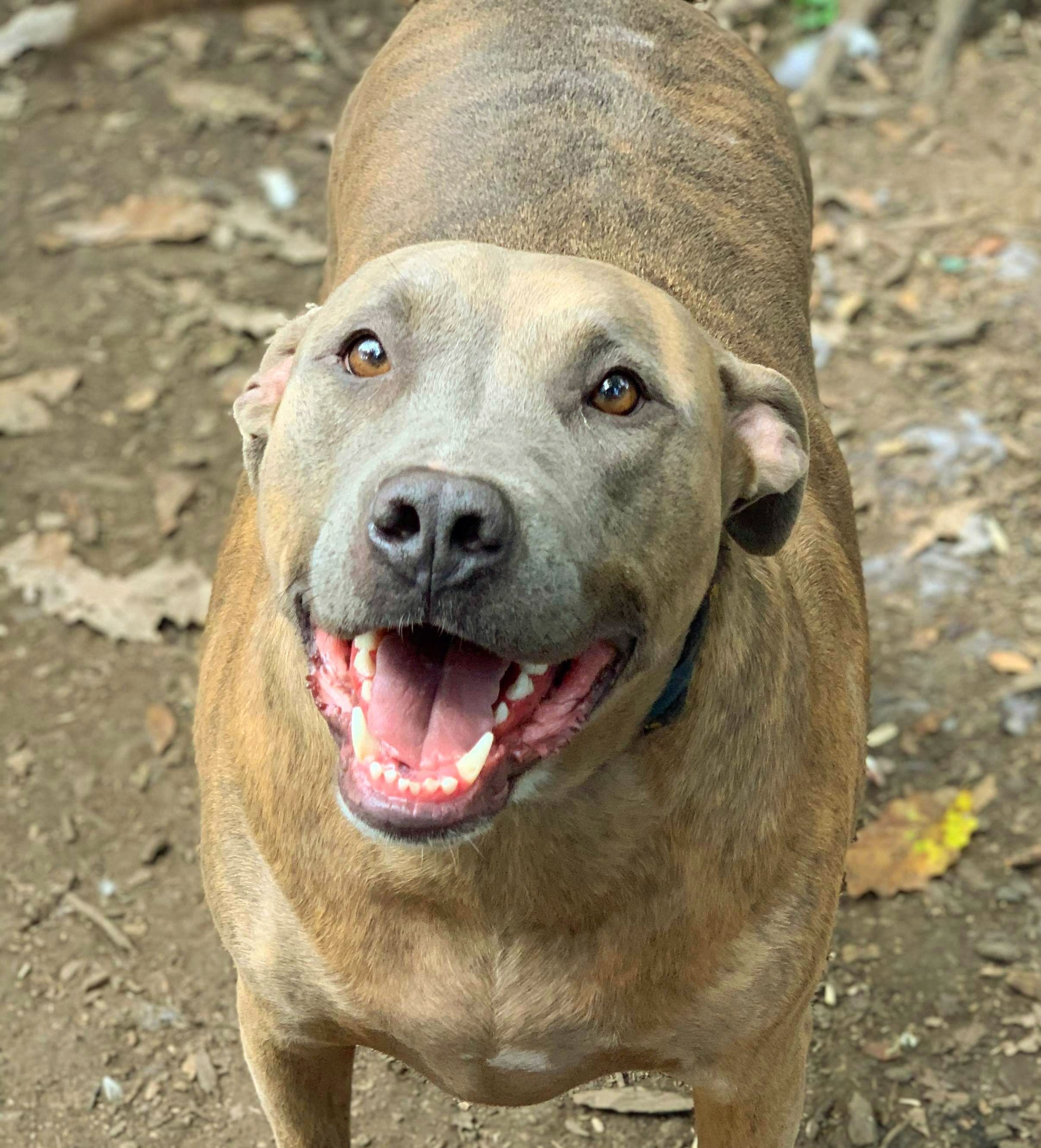 Sadie, an adoptable Labrador Retriever in Goodlettsville, TN, 37072 | Photo Image 1