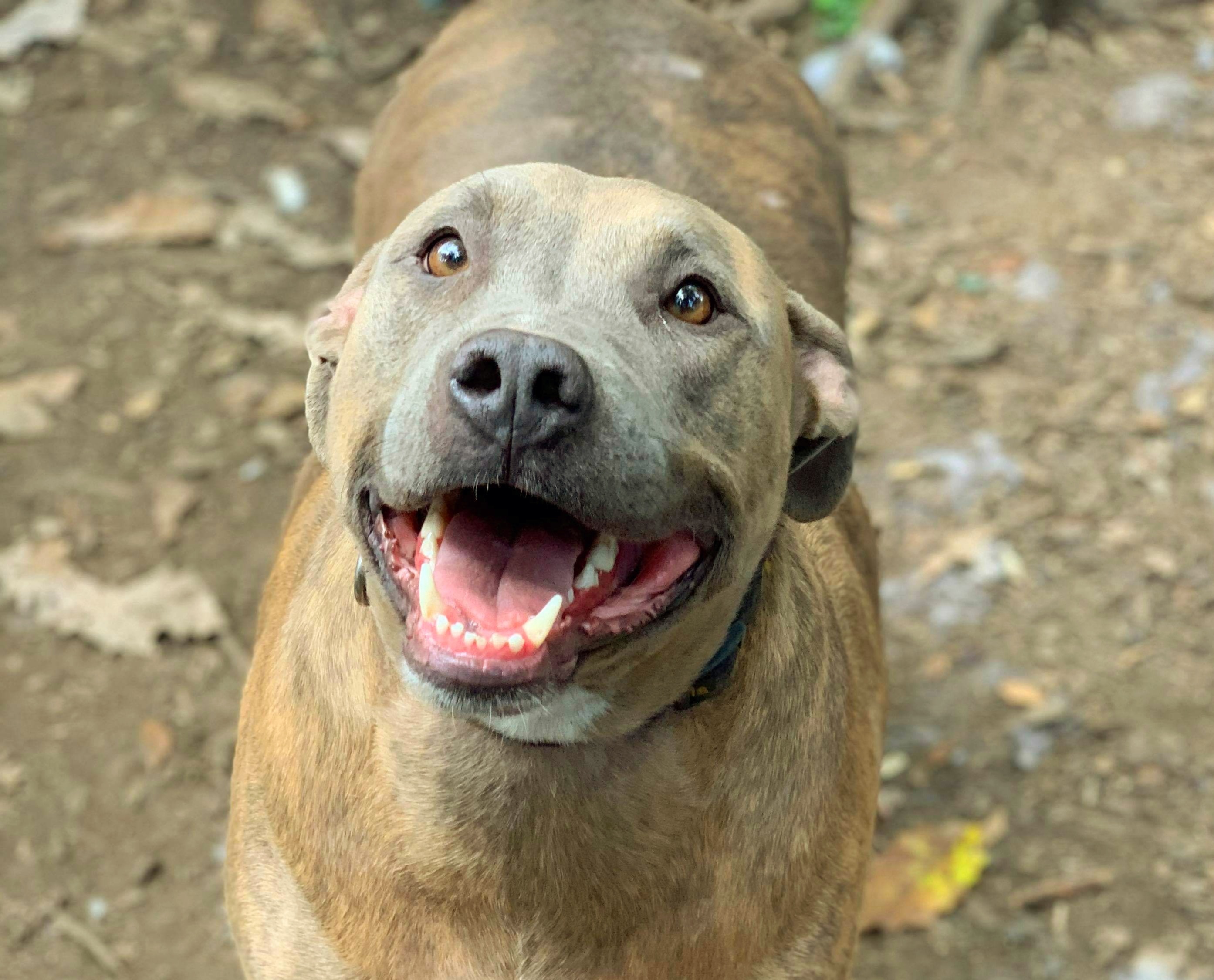 Sadie, an adoptable Labrador Retriever in Goodlettsville, TN, 37072 | Photo Image 2