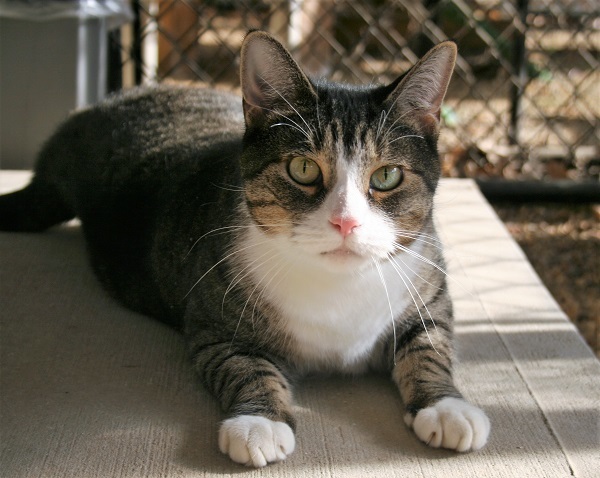 Wavy Gravy, an adoptable Domestic Short Hair in Manchester, CT, 06045 | Photo Image 2