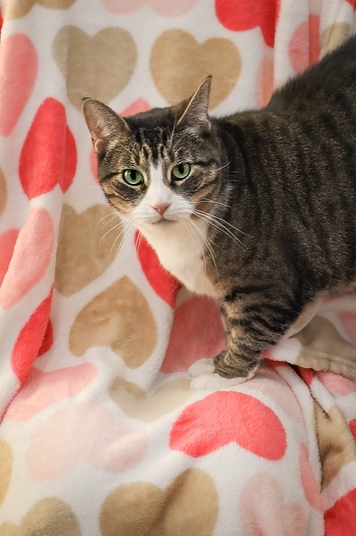 Wavy Gravy, an adoptable Domestic Short Hair in Manchester, CT, 06045 | Photo Image 1