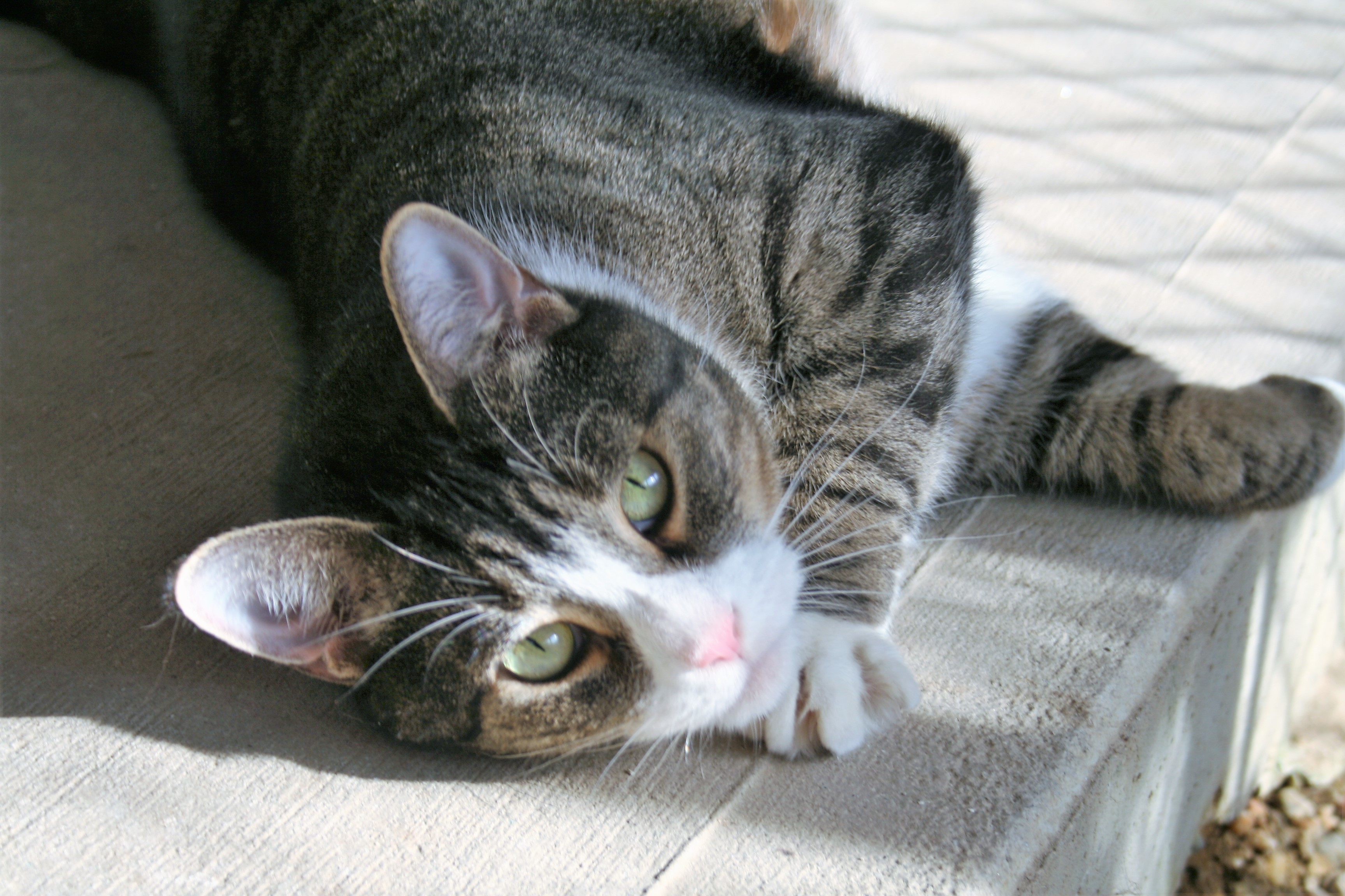 Wavy Gravy, an adoptable Domestic Short Hair in Manchester, CT, 06045 | Photo Image 3