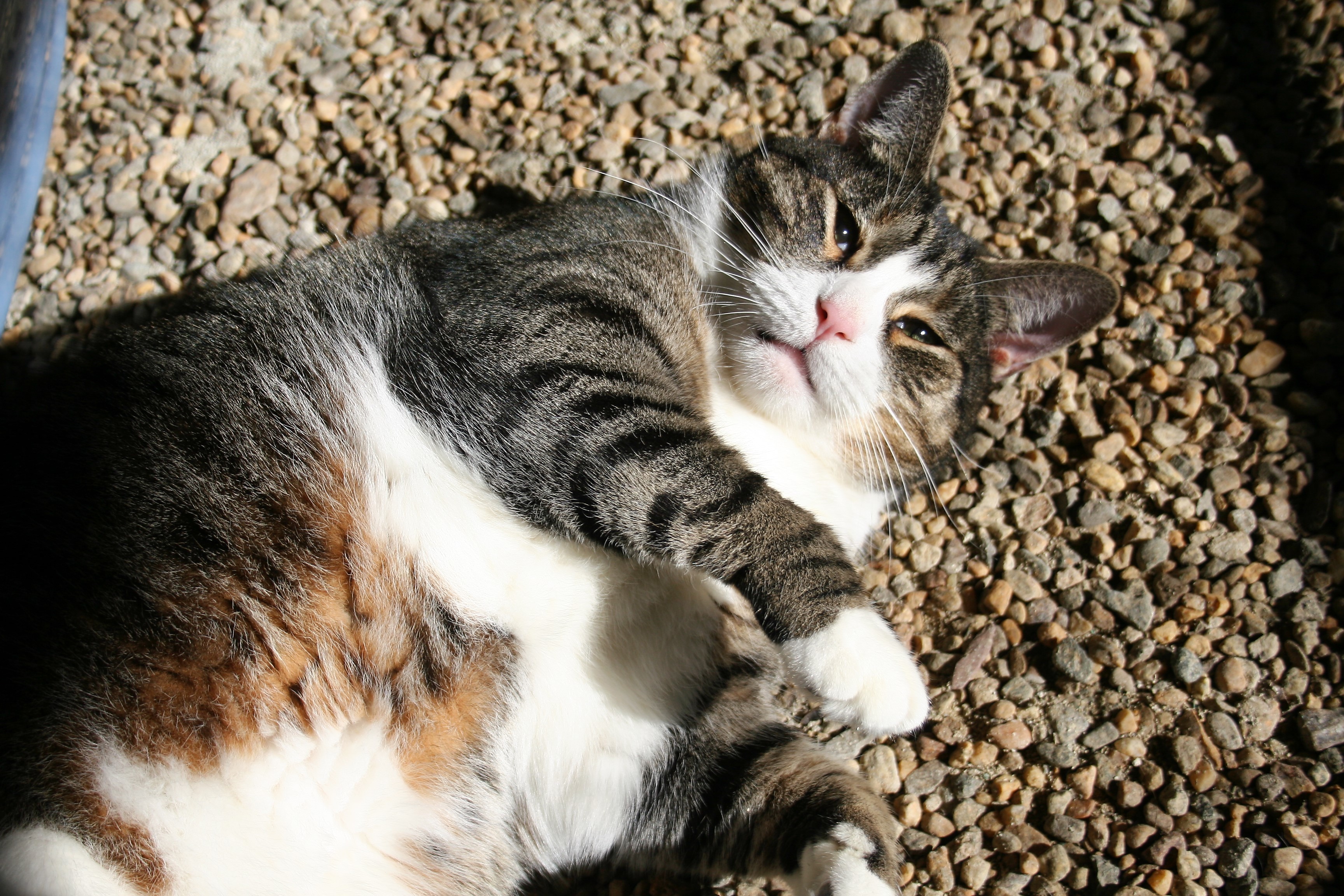 Wavy Gravy, an adoptable Domestic Short Hair in Manchester, CT, 06045 | Photo Image 4