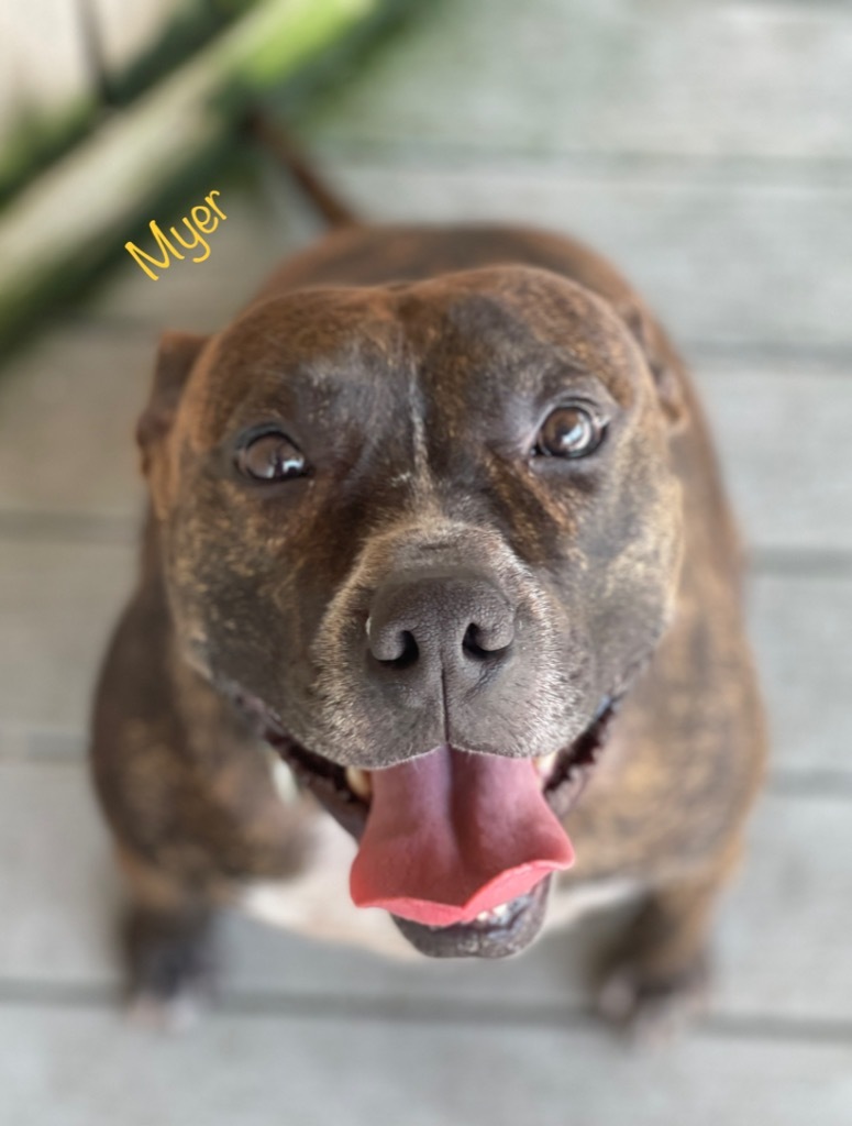 Myer, an adoptable Plott Hound, Catahoula Leopard Dog in St. Augustine, FL, 32084 | Photo Image 1