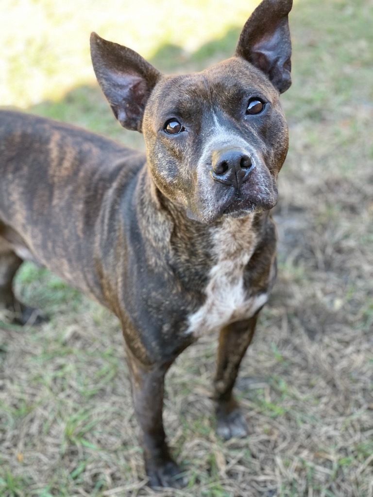 Myer, an adoptable Plott Hound, Catahoula Leopard Dog in St. Augustine, FL, 32084 | Photo Image 2