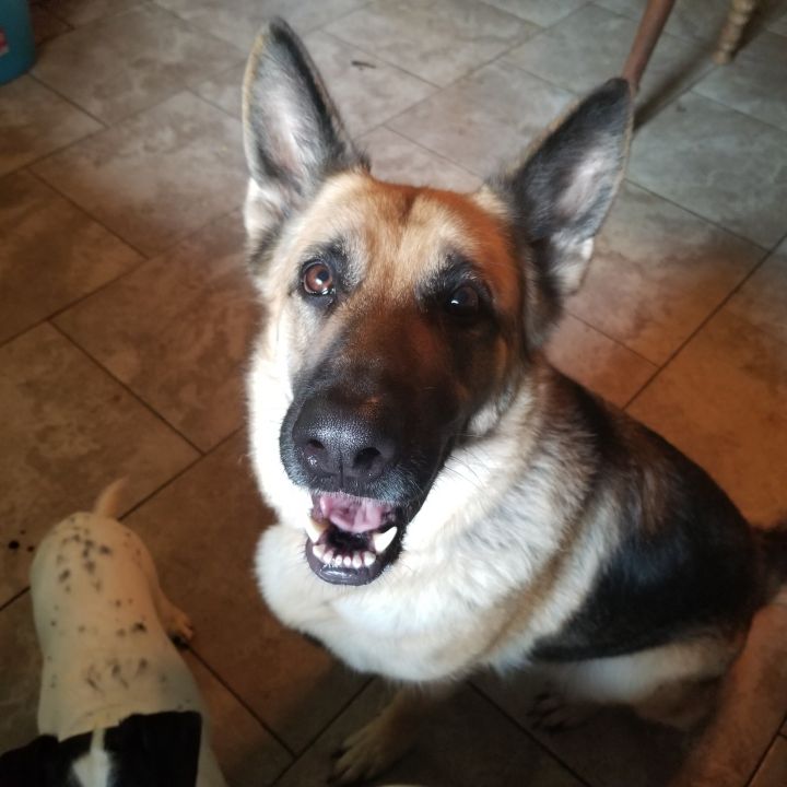 Dog For Adoption Ada A German Shepherd Dog In Friendship Ny Petfinder