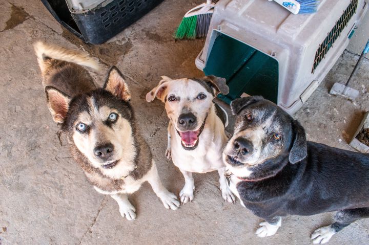Rocky, an adoptable Labrador Retriever Mix in Loiza, PR_image-2
