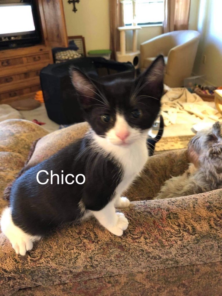 Chico detail page