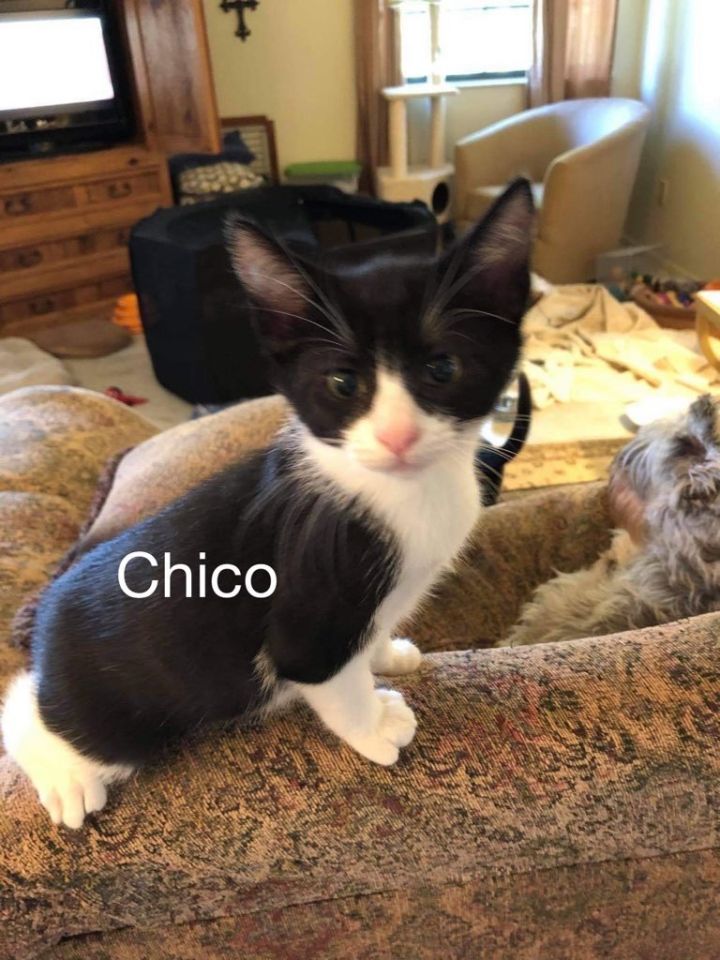 Chico 1