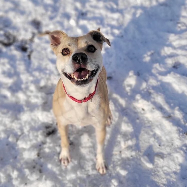 Tammy (20201011-01), an adoptable Pug, Labrador Retriever in Niagara Falls, ON, L2E 5J4 | Photo Image 2