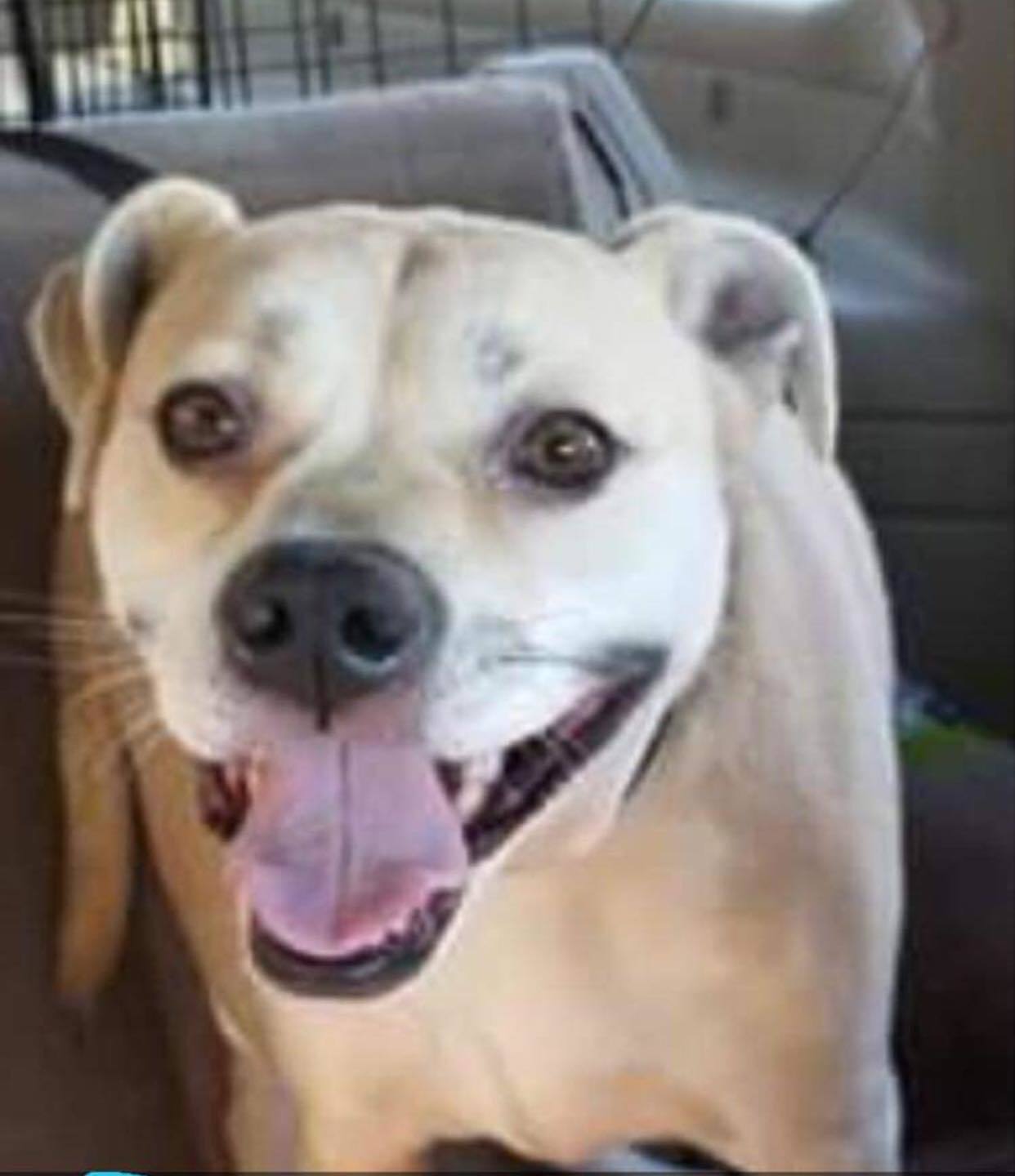 Tammy (20201011-01), an adoptable Pug, Labrador Retriever in Niagara Falls, ON, L2E 5J4 | Photo Image 3