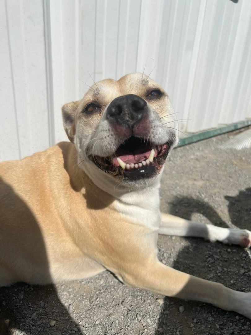 Tammy (20201011-01), an adoptable Pug, Labrador Retriever in Niagara Falls, ON, L2E 5J4 | Photo Image 1
