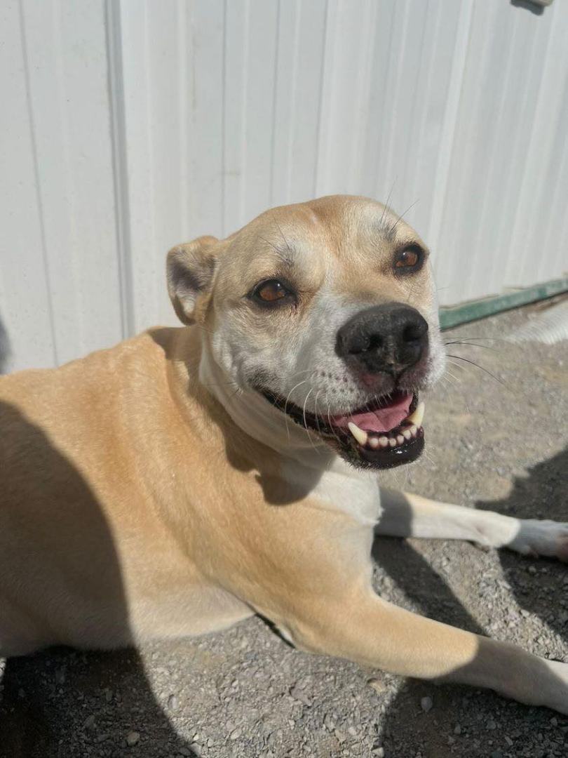 Tammy (20201011-01), an adoptable Pug, Labrador Retriever in Niagara Falls, ON, L2E 5J4 | Photo Image 4