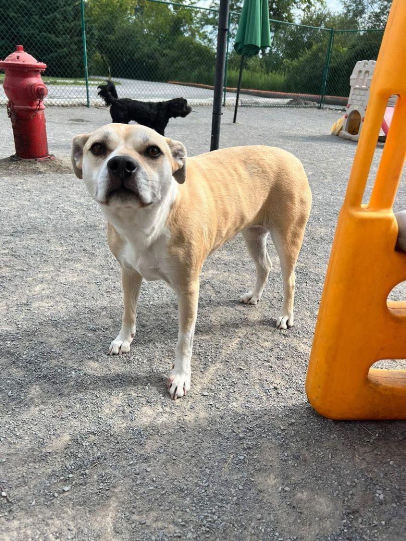 Tammy (20201011-01), an adoptable Pug, Labrador Retriever in Niagara Falls, ON, L2E 5J4 | Photo Image 6