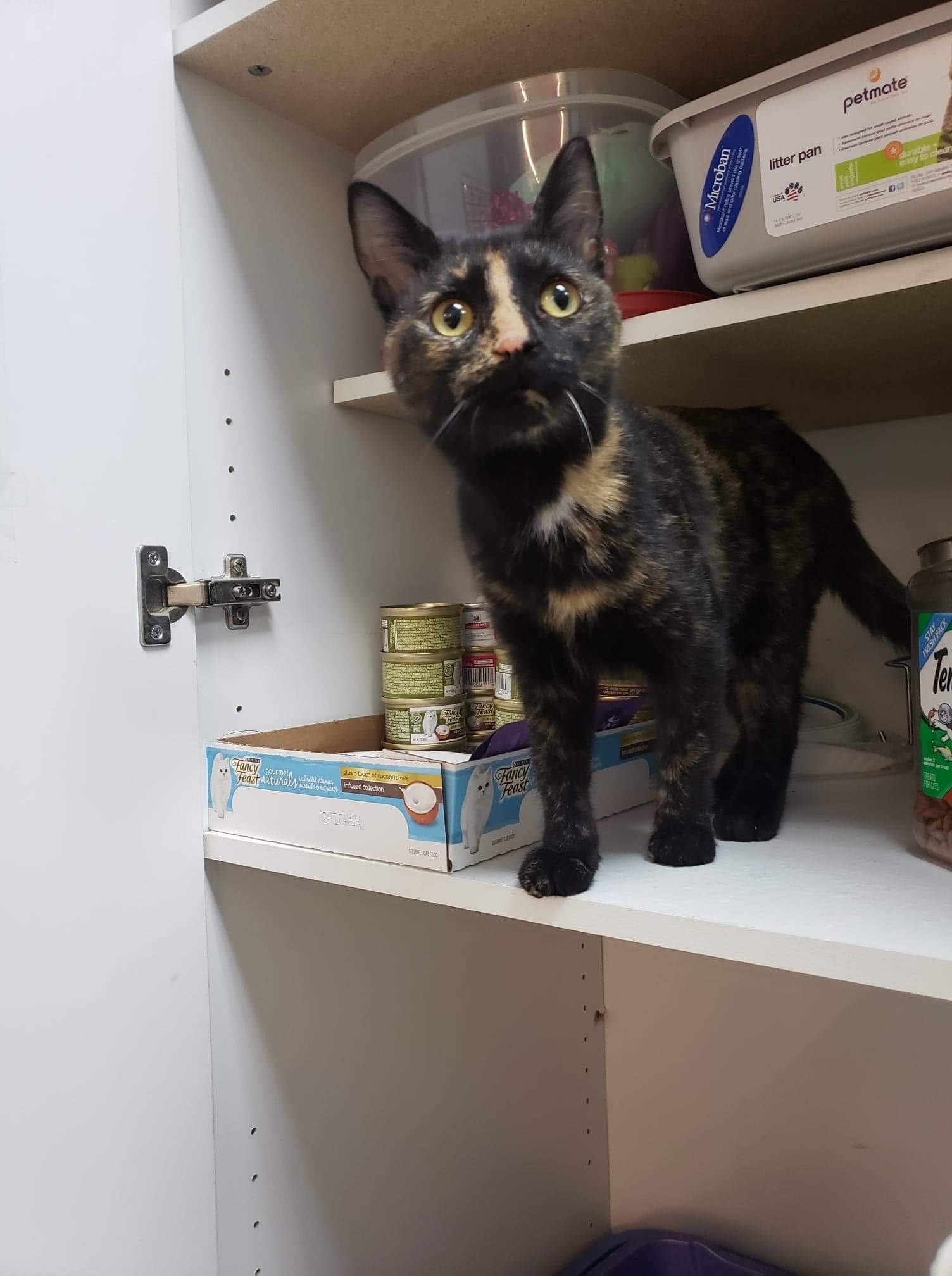 Chime, an adoptable Domestic Short Hair, Tortoiseshell in Grand Rapids, MI, 49509 | Photo Image 2