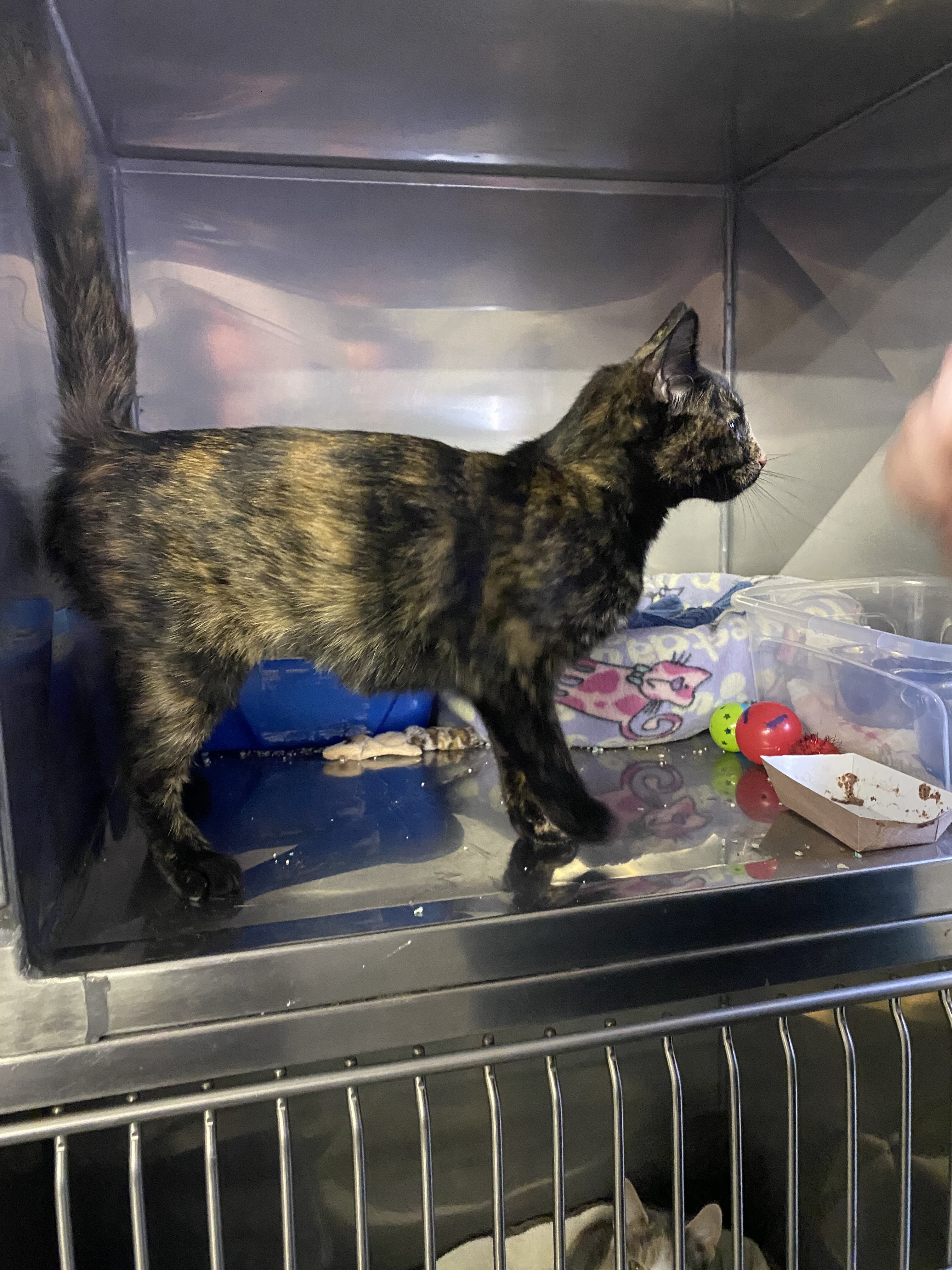 Chime, an adoptable Domestic Short Hair, Tortoiseshell in Grand Rapids, MI, 49509 | Photo Image 10