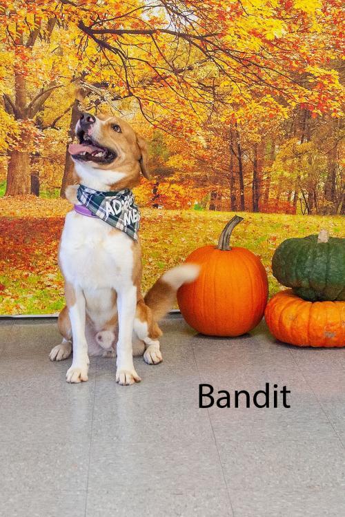 dog for adoption bandit a collie mix in cottageville wv petfinder petfinder