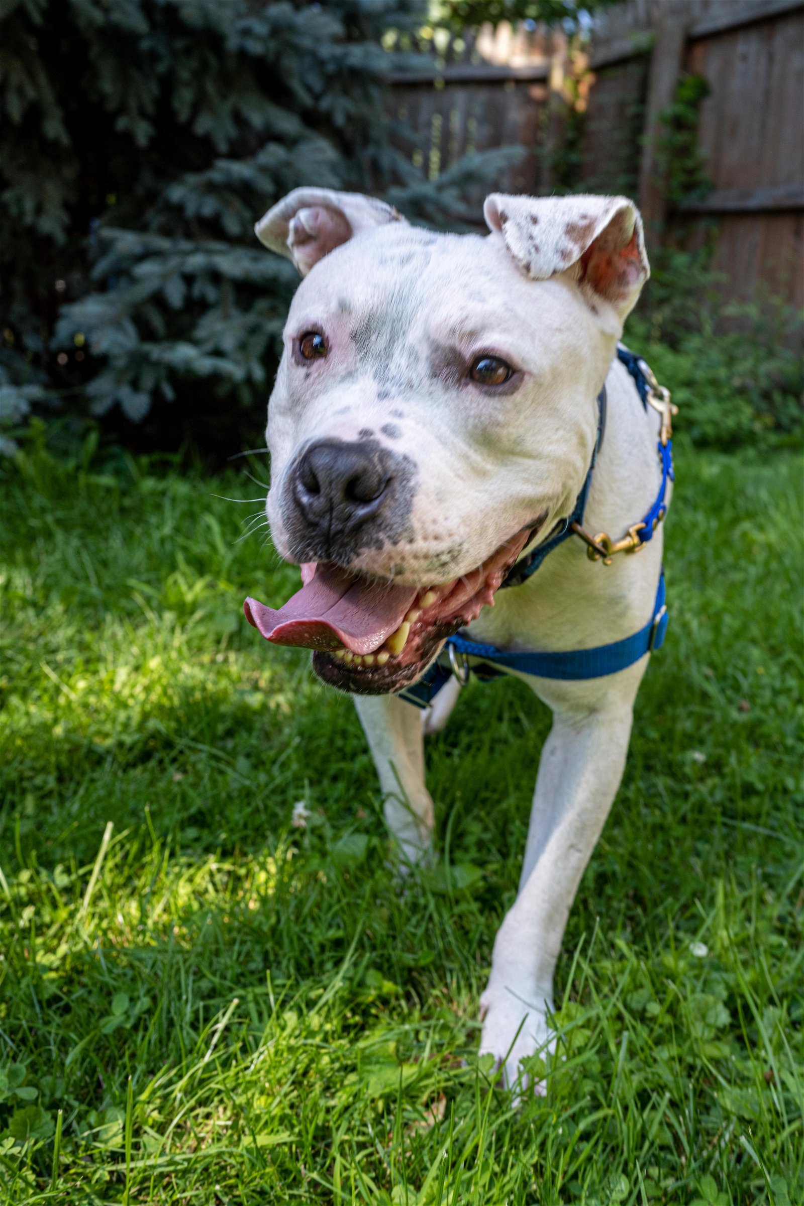 Checkers, an adoptable Pit Bull Terrier in Rochester, NY, 14610 | Photo Image 1